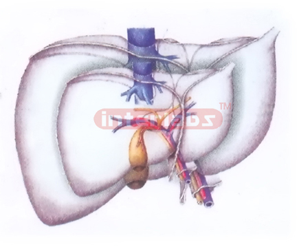 PLATE HANGING LIVER MAIN ARTERY AND VEIN MODEL